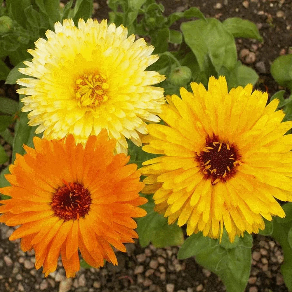 Calendula Seeds - 100 Organic Fresh Seeds - Pacific Beauty Variety - Calendula officinalis for Garden, Borders, Containers