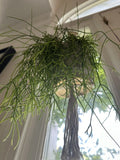 Mistletoe Cactus Cutting Rhipsalis baccifera Indoor Trailing Succulent for Hanging Baskets