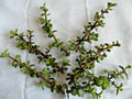Lot of 6 Portulacaria afra Cuttings - Spekboom Succulent Plant with Red Stems - 6 Inch Propagation Cuttings