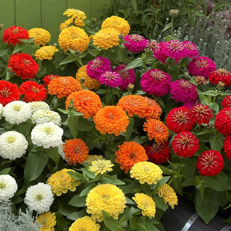 Zinnia Seeds - 100+ Preciosa Mix - Colorful Garden Flowers - Zinnia elegans - Easy to Grow, Butterfly Attracting, Full Sun
