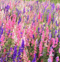 Larkspur Seeds Rocket Mix - 400+ Delphinium ajacis Annual Flower Seeds for Garden, Borders & Cut Flowers