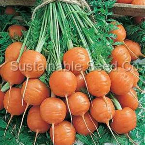 Tonda di Parigi Carrot Seeds – Heirloom Non-GMO Daucus carota for Garden & Container Planting – 1000+ Premium Seeds