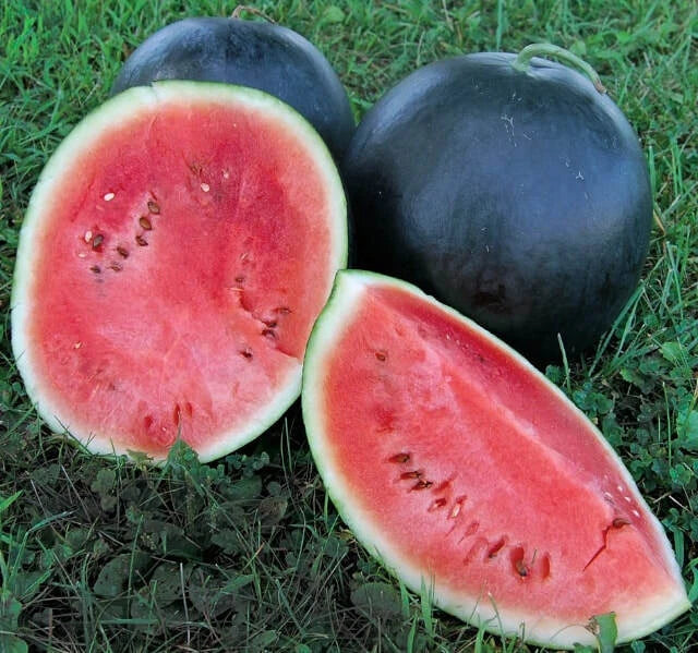 Black Diamond Watermelon Seeds - Heirloom Citrullus lanatus for Gardening, Juicy, Sweet, Large Fruit, Packaged Seeds