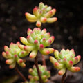 Rare Succulent Sedum pachyphyllum Live Plant - Fully Rooted 2-Inch Pot