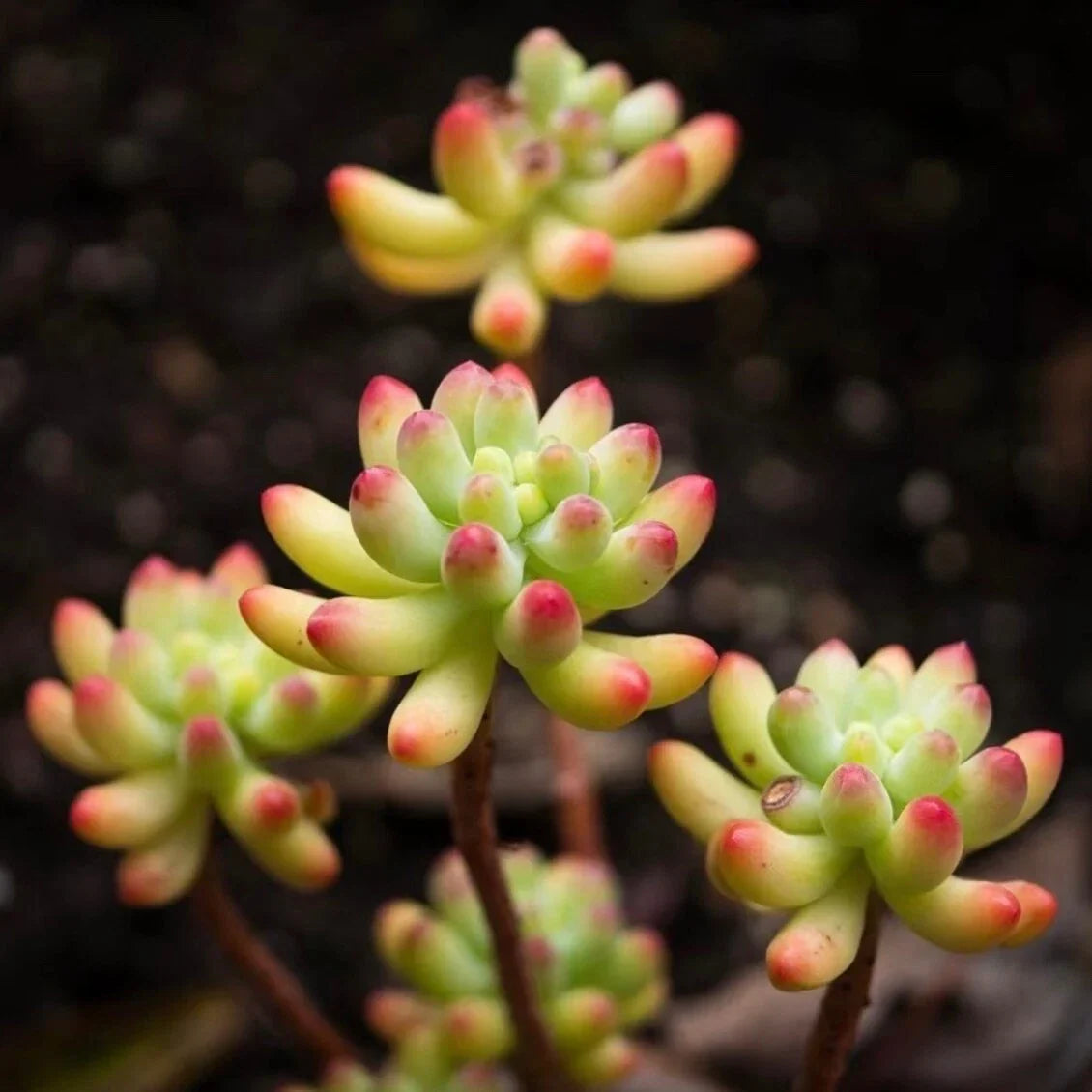 Rare Succulent Sedum pachyphyllum Live Plant - Fully Rooted 2-Inch Pot