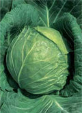 Late Flat Dutch Cabbage Seeds – 10-Inch Green Globe Brassica oleracea, Heirloom, Winter Storage, Non-GMO, Full Sun