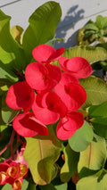 Crown of Thorns Cutting Bright Red Euphorbia milii Unrooted Plant for Indoor Outdoor Garden