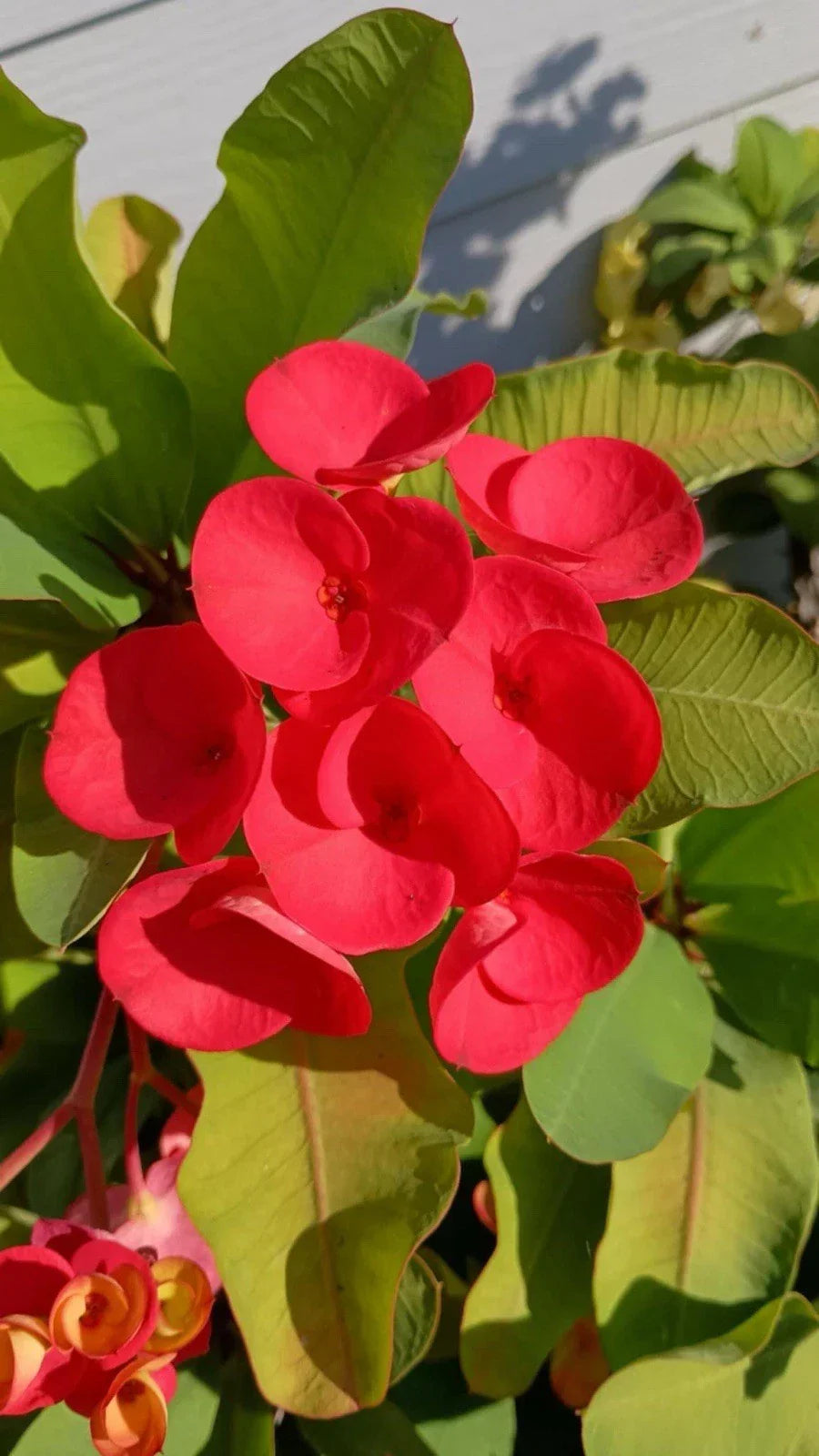 Crown of Thorns Cutting Bright Red Euphorbia milii Unrooted Plant for Indoor Outdoor Garden