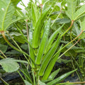 Clemson Spineless Okra Seeds | Organic Vegetable Seeds for Home Garden | Abelmoschus esculentus | 50 Pack