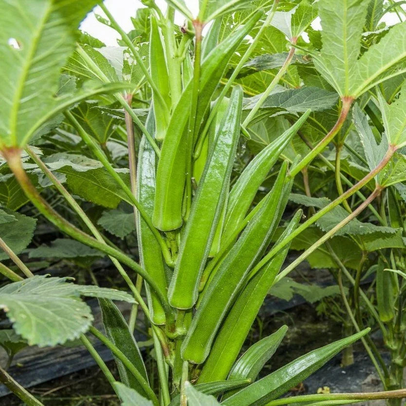 Clemson Spineless Okra Seeds | Organic Vegetable Seeds for Home Garden | Abelmoschus esculentus | 50 Pack