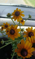 Black-Eyed Susan Rooted Cluster Native Wildflower Rudbeckia hirta for Garden, Pollinator Attracting, Drought-Tolerant, Southern Alabama Stock