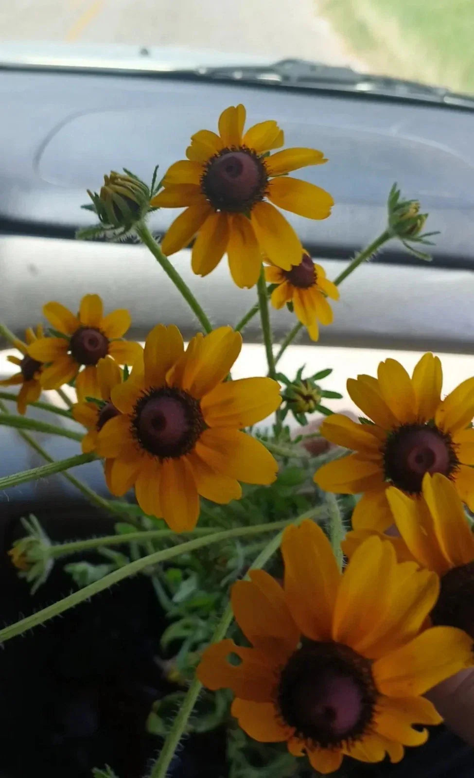 Black-Eyed Susan Rooted Cluster Native Wildflower Rudbeckia hirta for Garden, Pollinator Attracting, Drought-Tolerant, Southern Alabama Stock