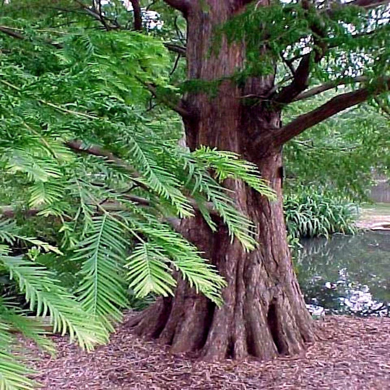 Dawn Redwood Tree Seeds - Fast-Growing Metasequoia glyptostroboides for Landscaping & Bonsai