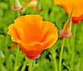 California Poppy Seeds - 501+ Orange Wildflower Seeds for Containers & Gardens - Eschscholzia californica