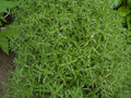 Summer Savory Herb Seeds 510 Count Satureja hortensis Aromatic Culinary Herb for Cooking and Gardening