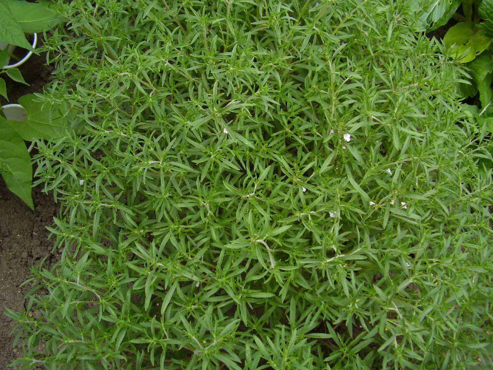 Summer Savory Herb Seeds 510 Count Satureja hortensis Aromatic Culinary Herb for Cooking and Gardening
