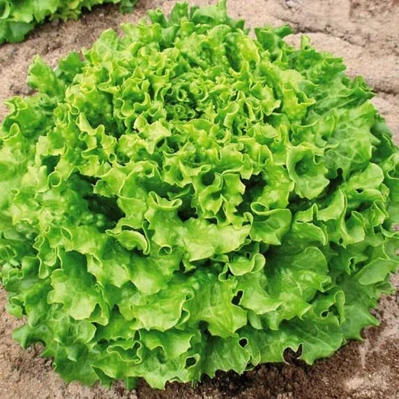 Organic Lettuce Seeds, Muir MTO Variety, Non-GMO, Heirloom, 50 Seeds, Loose-Leaf, Lactuca sativa