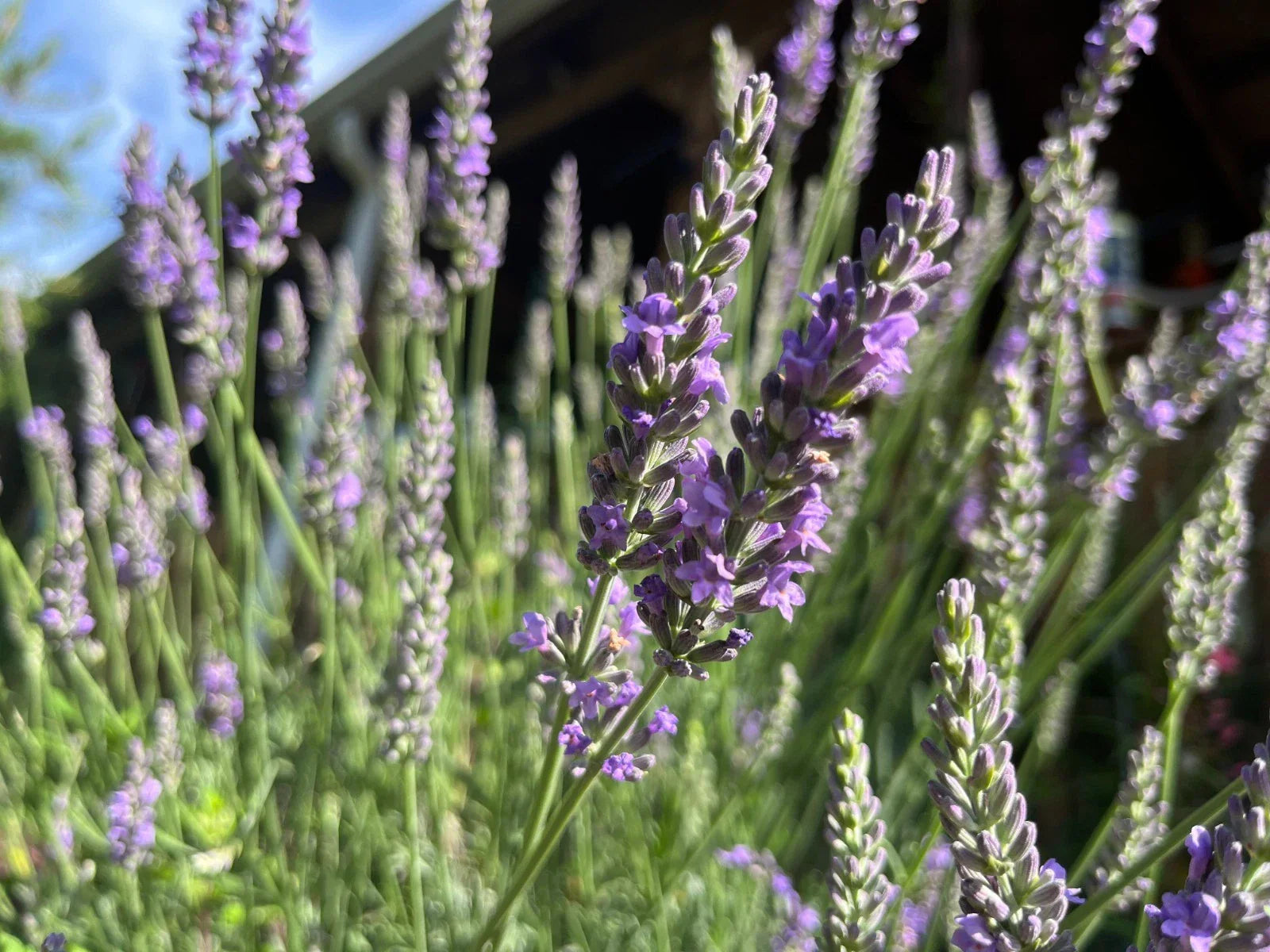 Fragrant Lavender Starter Plant - Lavandula angustifolia - Aromatic Perennial for Gardens, Containers & Gifts