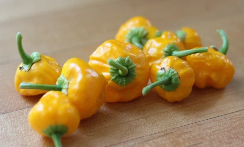 Jamaican Yellow Scotch Bonnet Pepper Seeds - 20 Premium Capsicum chinense Hot Pepper Seeds for Salsas & Caribbean Cuisine