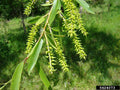 Black Willow Tree Cuttings 2 Pack - Salix nigra Shade Privacy Fast-Growing Garden Plant