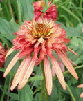 50 Double Salmon Coneflower Seeds | Perennial Echinacea purpurea Flower Seeds | Attracts Pollinators | Easy to Grow