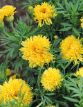 Marigold Seeds Pack - Phyllis Variety - Tagetes patula - Bright Orange & Yellow Annual Flower for Garden & Containers