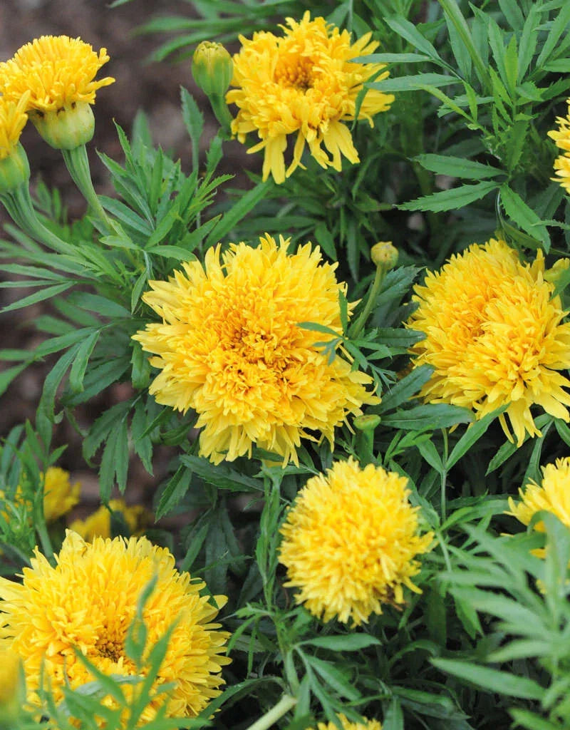 Marigold Seeds Pack - Phyllis Variety - Tagetes patula - Bright Orange & Yellow Annual Flower for Garden & Containers
