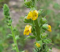 Wand Mullein Seeds Pack of 25 | Verbascum virgatum | Florida Grown Wild Harvested Native Plant
