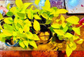 Neon Pothos Plant in 6-Inch Hanging Basket, Trailing Houseplant, Epipremnum aureum, Indoor Greenery, Easy Care