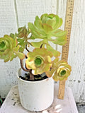 Big Rooted Aeonium Arboreum Succulent – Multiple Branches, Green Rosettes, Potted Plant, Aeonium arboreum