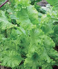 Mustard Greens Seeds Southern Giant Heirloom Non-GMO Brassica juncea 25+ Seeds for Home Garden
