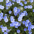 Blue Flax Wildflower Seeds 1/4 Lb Mylar Packet - Linum lewisii - Everwilde Farms