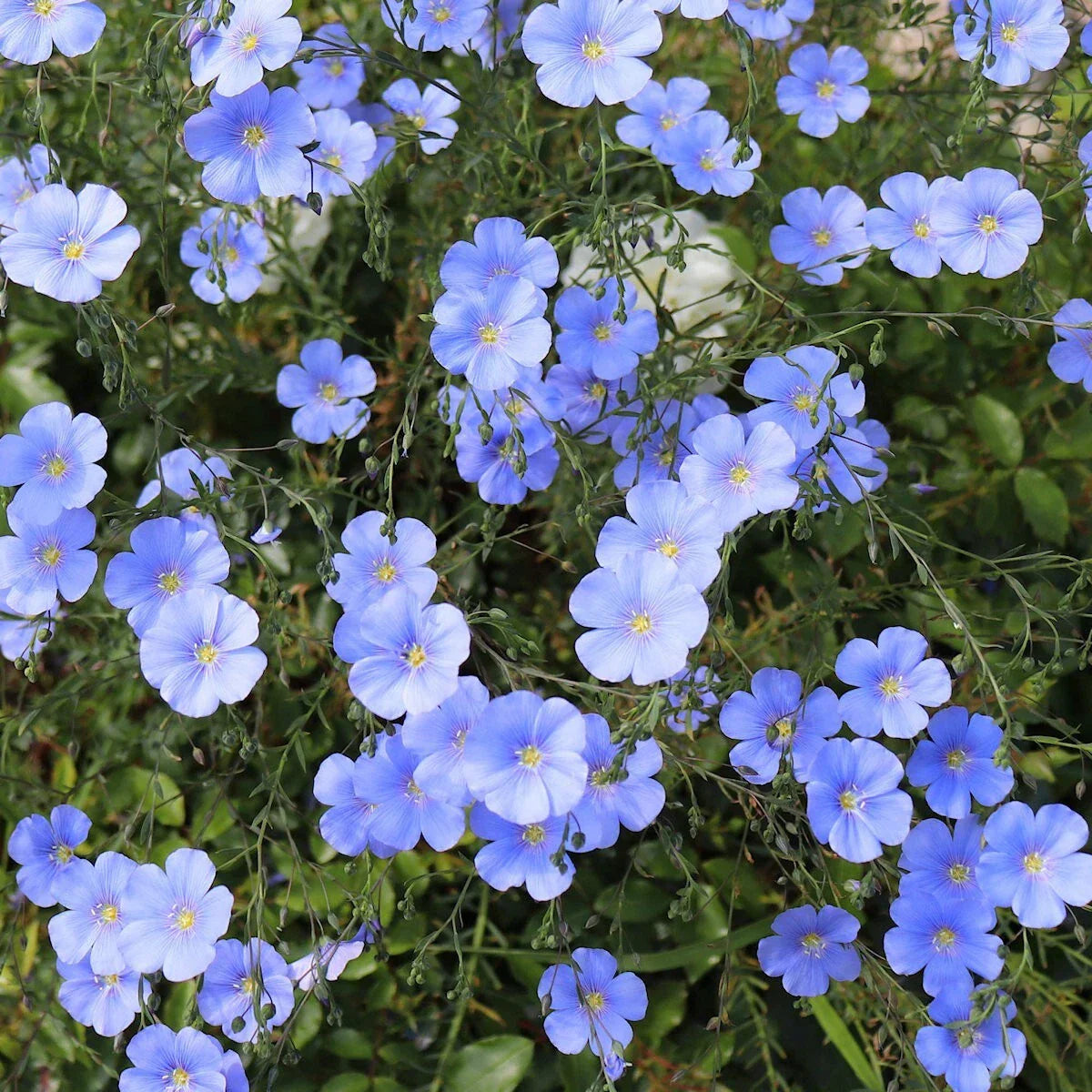 Blue Flax Wildflower Seeds 1/4 Lb Mylar Packet - Linum lewisii - Everwilde Farms