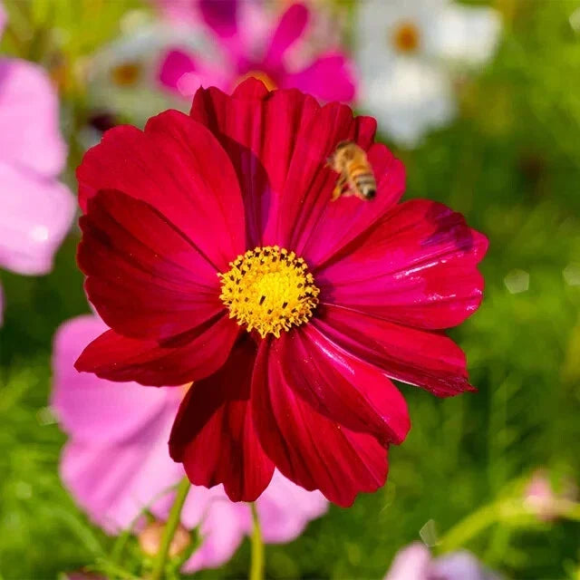 Dazzler Cosmos Seeds - 100 Organic Annual Flower Seeds - Cosmos bipinnatus for Garden, Borders, Containers