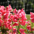 Watermelon Sweet Pea Seeds, Climbing Vine, Lathyrus odoratus, Non-GMO Garden Seeds, 50+ Pack, Annual Flower for Borders & Trellises