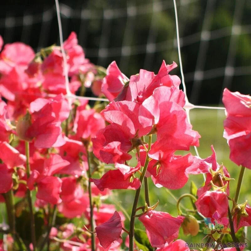 Watermelon Sweet Pea Seeds, Climbing Vine, Lathyrus odoratus, Non-GMO Garden Seeds, 50+ Pack, Annual Flower for Borders & Trellises