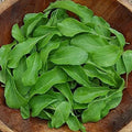 Arugula Seeds - Heirloom Organic NON-GMO Astro Variety - 500+ Fresh Eruca sativa Seed Pack for Home Gardening