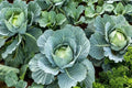 Organic Cabbage Seeds 1000+ Count – Heirloom, Non-GMO, All Season Brassica oleracea Seed Packet