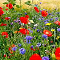 Wildflower Mix Seeds - Fall Planting, Spring Blooms, Native Wildflowers, Pollinator Attracting, 1000 Seeds, Ecological Garden Seeds