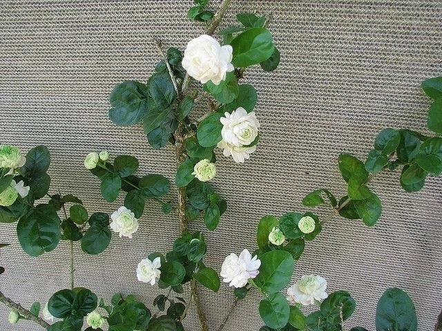 Grand Duke of Tuscany Jasmine Plant - Small Rooted Starter - Jasminum Sambac - Fragrant Indoor Outdoor Flowering Plant