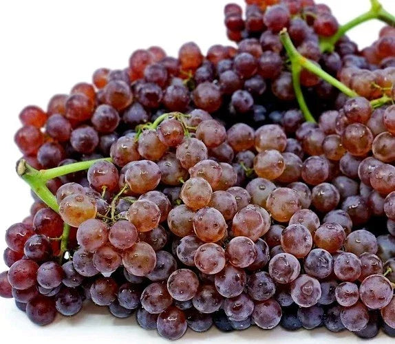 2pcs Red & Purple Champagne Grape Vine Cuttings Vitis vinifera Grow Your Own Fruit & Wine