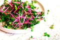Radish Sprout Seeds - 250 Count, Raphanus sativus, Indoor Gardening, Fast Germination, Non-GMO, Edible Sprouts