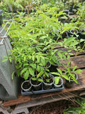 American Elderberry Tree Live Plant - Sambucus canadensis, Fully Rooted, Edible Berries, Wildlife Attractant