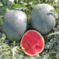 Organic Heirloom Sugar Baby Watermelon Seeds - 40+ Non-GMO Citrullus lanatus for Small Juicy Watermelons