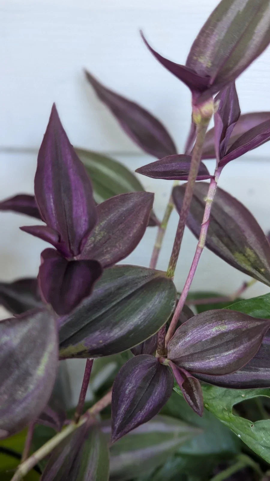 Rare Tradescantia Burgundy Cuttings - 8 Healthy 3-4 Inch Stem Cuttings for Propagation