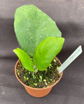 Hoya Frahns Plant - Rooted 3" Pot - Hoya Hybrid Indoor Houseplant - Easy Care, Waxy Leaves, Scented Flowers, Air Purifying