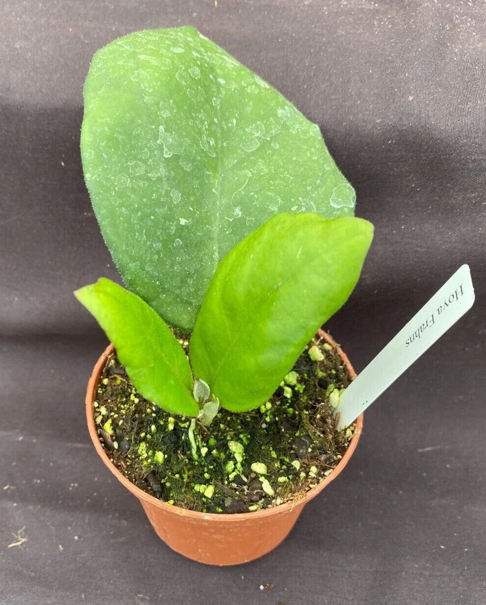 Hoya Frahns Plant - Rooted 3" Pot - Hoya Hybrid Indoor Houseplant - Easy Care, Waxy Leaves, Scented Flowers, Air Purifying