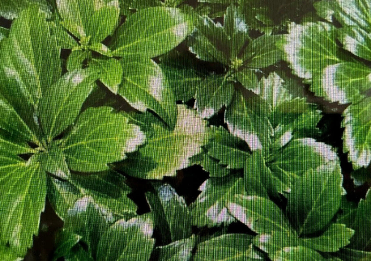 20 Pachysandra Terminalis Japanese Spurge Plants - Hardy Evergreen Groundcover for Shaded Gardens