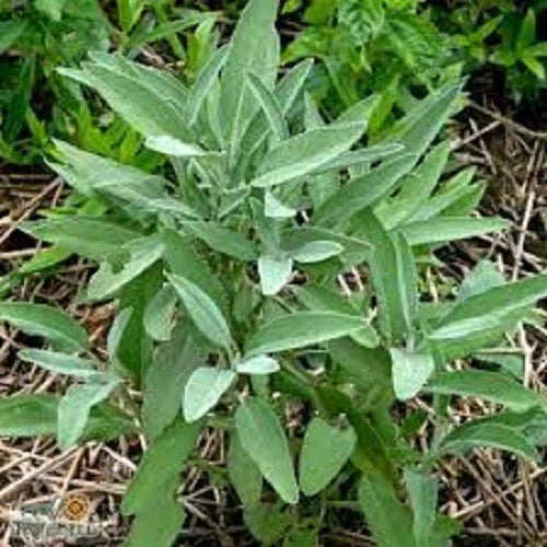 Organic Broadleaf Sage Seeds - Heirloom Salvia officinalis Herb Seeds for Culinary Gardens, 200 Seeds, Full Sun, Easy to Grow