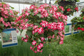 Busy Lizzy Impatiens Accent Red Star Seeds – Non-GMO, Compact, Shade-Tolerant, 100 Seeds